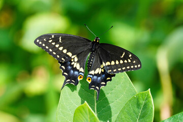 Black swallowtail is a butterfly found throughout much of North America.