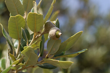 Evergreen oak is native to the Mediterranean region..