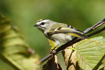 Golden-crowned kinglet is a very small songbird in the family Regulidae that lives throughout much of North America.