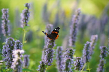 Red admiral butterfly on Anise hyssop.