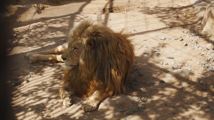 A lion lying on a stone..