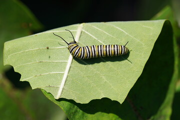 Monarch butterfly caterpillar..