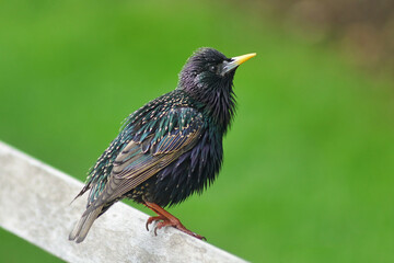 European starling is a medium-sized passerine bird.