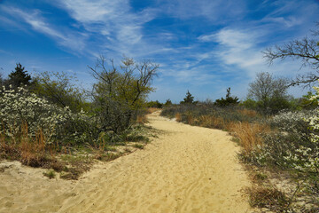 Path leading to the beach in Sandy Hook, New Jersey.
