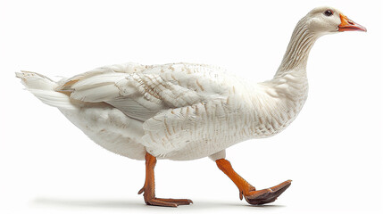 Obraz premium duck isolated on white 