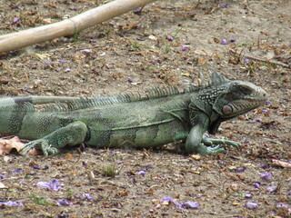 green iguana, iguana verde