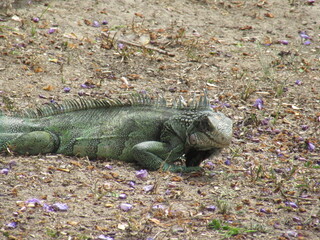 green iguana, iguana verde