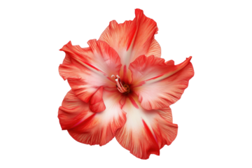 Top view of a single gladiolus flower isolated on transparent background