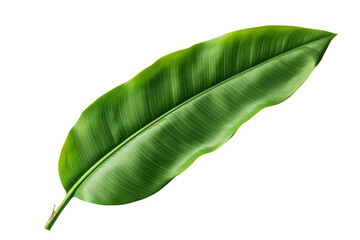 Green leaf, banana leaf, leaf, plant