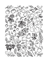 Vector set illustration of various Garden Fruits, leaves, tree branches