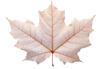 The image is a photograph of a fallen maple leaf. The leaf has a light brown color. The leaf is isolated on a transparent background.