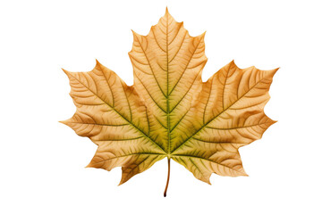 Yellow and green maple leaf isolated on transparent background.