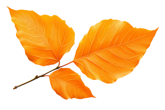 Yellow and orange leaves of different shapes on a branch with a black background.