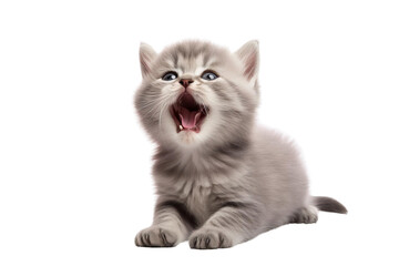 A gray kitten with blue eyes is sitting on a white background. The kitten's mouth is open.