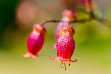 This enchanting scene captures the radiance of a kalanchoe plant bathed in sunlight, nestled amidst lush green grass under a canopy of clear, azure skies.
