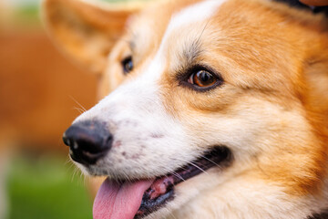 dog of the corgi breed in the park on the green grass at sunset. 