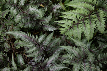 Japanese painted fern © SHELL