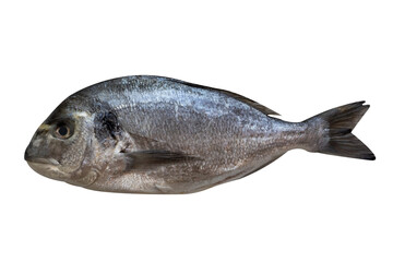 Sea bream fish isolated on transparent background