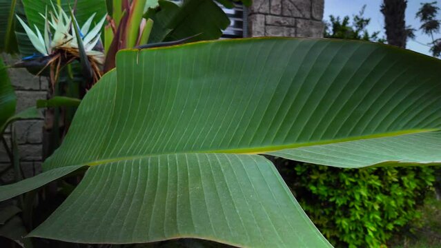 Bananen Blatt.