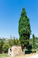 Obraz premium Cypress tree against a blue sky in Italy, Europe