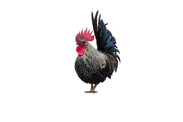 Young colorful rooster isolated on transparent background