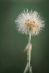dandelion seed head close-up
