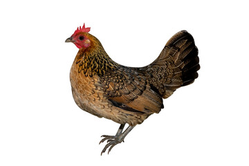 Young dwarf hen, colorful pygmy chicken isolated on transparent background
