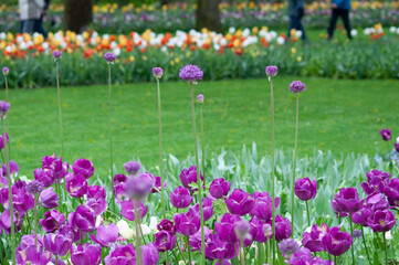 Keukenhof park of flowers and tulips in the Netherlands. Beautiful outdoor scenery in Holland