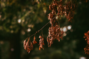 dry autumn leaves on the tree