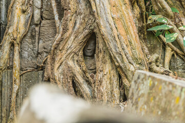 Aspera hidden in tree in Ta Prohm, Angkor, Cambodia