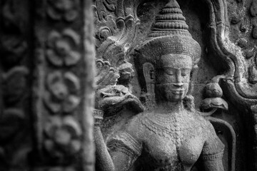 Aspera in Ta Prohm, Angkor, Cambodia