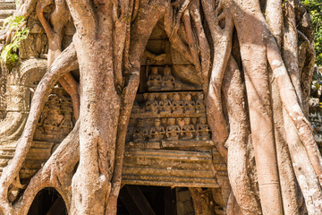 Tree growing over Ta Som, Angkor, Cambodia