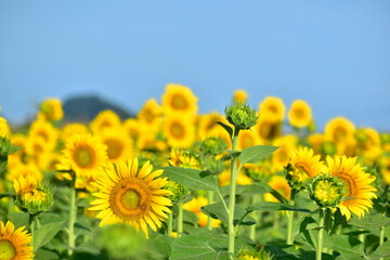 向日葵　ひまわり　ヒマワリ　岡山　笠岡ベイファーム