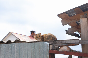 Obraz premium farm cat sitting on roof and looking at camera. brown beige free range domestic hunter kitten cat