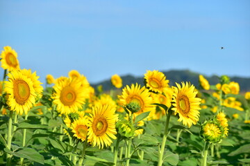 Fototapeta premium 向日葵 ひまわり ヒマワリ 岡山 笠岡ベイファーム