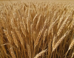 Fototapeta premium Top view of wheat ears in sunny field of wheat in a summer or autumn day. Harvesting period.
