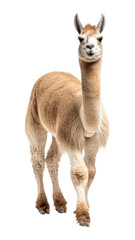 PNG Llama wildlife animal mammal.