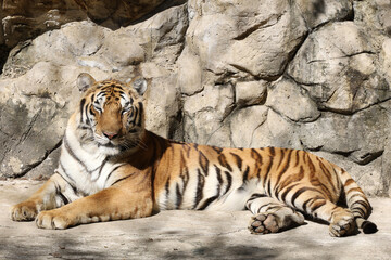 Close up Indochinese tiger is rest