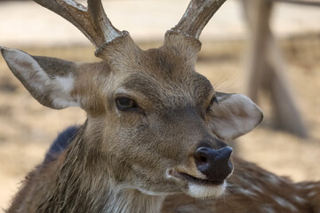 Close up head male deer in garden