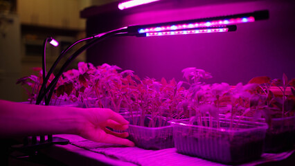 Indoor Gardening: Hand Tending to Seedlings Under LED Grow Lights. Growing seedlings under phytolamps for better photosynthesis.