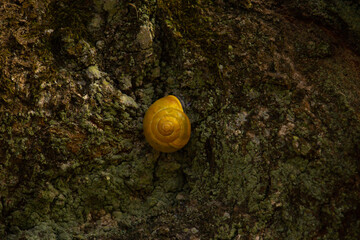 Snail shell on a stone natural background