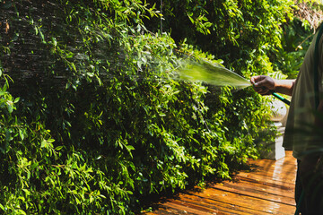 Man watering plant in the garden with hose.