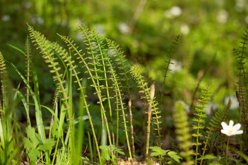 forest scenery with dense ground cover vegetation at spring time