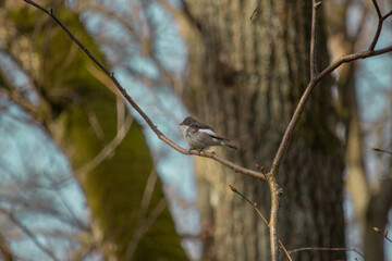 European pied flycatcher male singing on branch of birch tree.