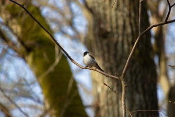 The singin male European Pied Flycatcher (Ficedula hypoleuca)