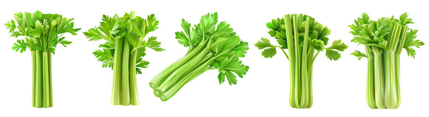 Set of celery illustration PNG element cut out transparent isolated on white background ,PNG file ,artwork graphic design.