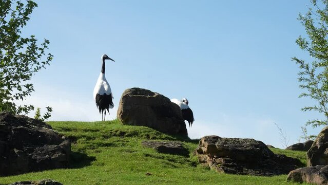 2 grues du Japon, grue de Mandchourie, grues &agrave; couronne rouge dans un beau paysage verdoyant. 2 Japanese cranes, Manchurian cranes, red-crowned cranes in a beautiful landscape.