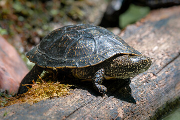 żółw błotny żyjący w bagiennym środowisku  © piotr