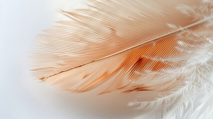 Close-up of a light feather on white background.