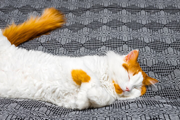 a white cat with red spots lies on the bed in a funny pose